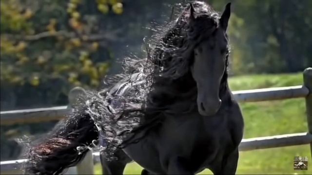 Самый красивый в мире конь. смотреть онлайн