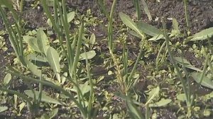 Уход за луком и чесноком   уДачные советы