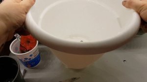 Учусь выращивать гиппеаструм!Какой горшок нужен гиппеаструму?