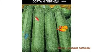 Кабачок обыкновенный Изумруд (izumrud) ? кабачок Изумруд обзор: как сажать семена кабачка Изумруд