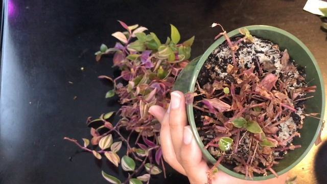 Tradescantia Tricolor Fluminensis - Update & Propagation смотреть онлайн