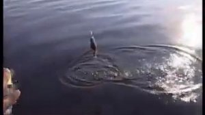Ловля хищника на Рыбинском водохранилище — Яндекс Видео