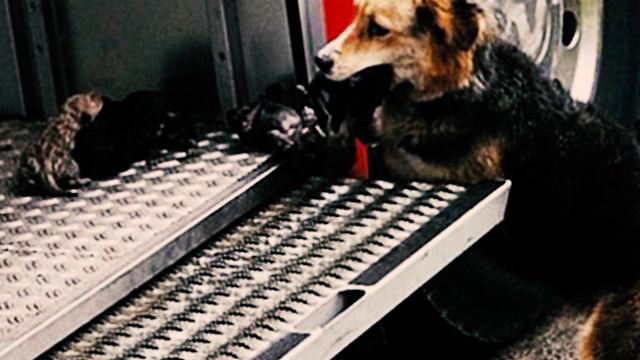 Собака по Очереди Вынесла Щенков из Горящего Дома и ... [Удивительная и трогательная история] смотреть онлайн