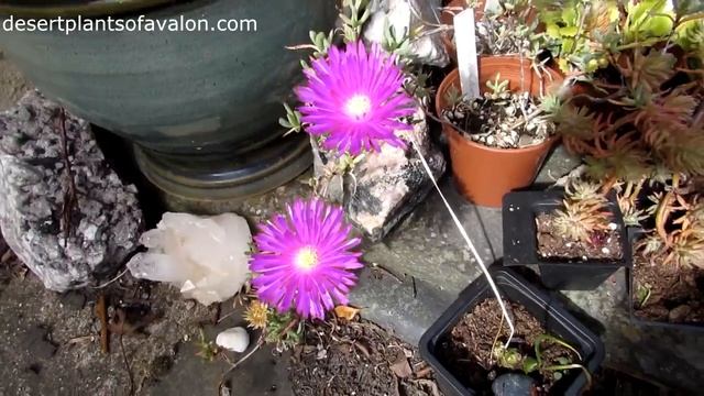 My Lampranthus Succulent Plant in bright red flower смотреть онлайн