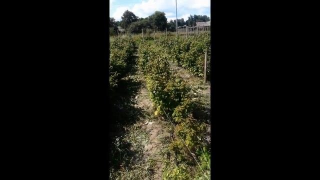 Летняя обрезка малины Полана, прореживание рядков