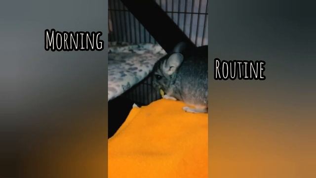 Morning routine ✨ tik tok compilation| morning aesthetic ?| утренняя рутина смотреть онлайн