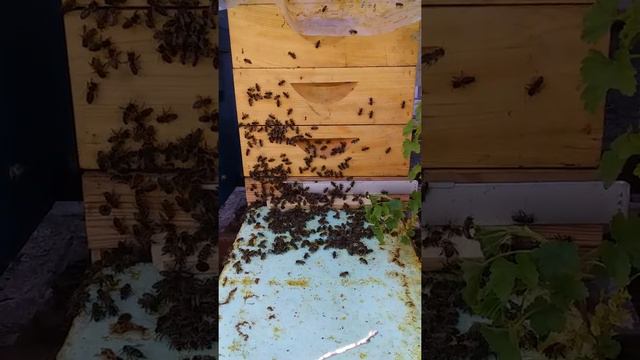 Подсиливание слабой семьи, молодой пчелой.