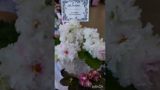 посетители выставки  вот так проголосовали  за лучшие сорта фиалки  домашниецветы фиалки