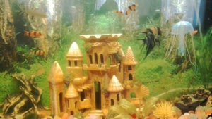 Рыба-нож "Черный призрак" и другие обитатели моего аквариума