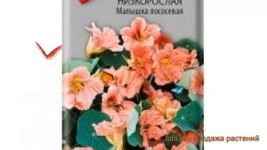Настурция низкорослая Малышка лососевая ? обзор: как сажать, семена настурции Малышка лососевая