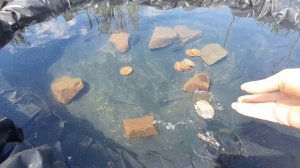 что надо сделать чтобы вода в пруду не испортилась, не застоялась.