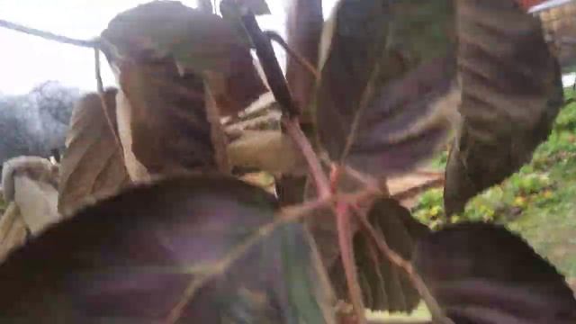 ежевика,зимовка без укрытия,сорта Гай,Вошито, Лохтей,Небеса,Вон смотреть онлайн