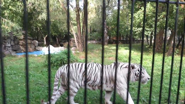 Бенгальский тигр Зао подошёл поздороваться 10.09.2021 смотреть онлайн