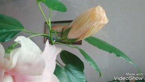 ГИБИСКУС КОМНАТНЫЙ. У гибискуса комнатного распустился необычный цветок!