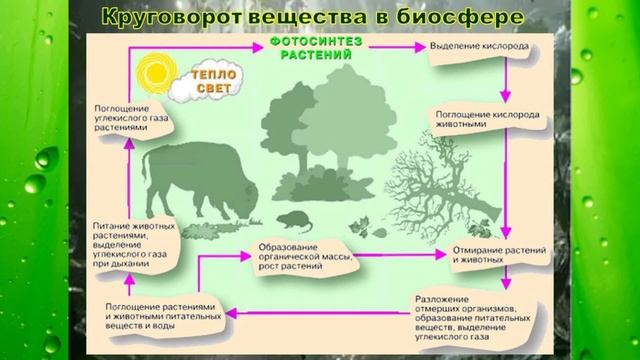 Видеоурок: Биосфера - сфера жизни
