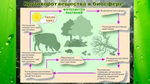 Видеоурок: Биосфера - сфера жизни
