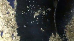 Обслуживание водонагревателя Ariston Ti tronic 50v, 50l, 230В, 1500W