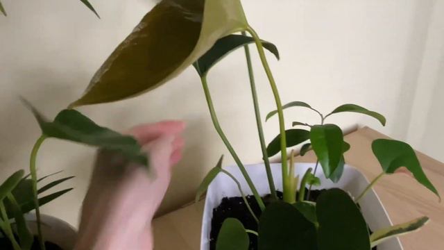 Мое первое видео о растениях , буду благодарна за лайк 👍 смотреть онлайн