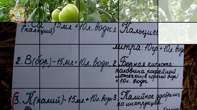 Чем таким секретным подкормить помидоры, чтобы было много томатов? График подкормок помидоров