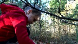 Как мы собирали грибы. Поход в лес. Детское видео