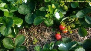 ЛУЧШИЕ СОРТА КЛУБНИКИ.Сорт клубники Мурано