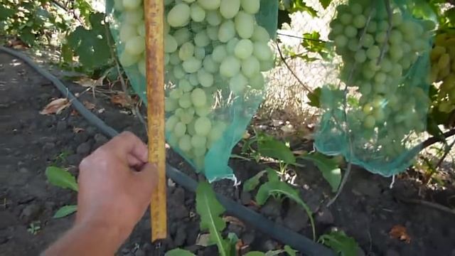 Восток-2.Мой сайт www.donloza.ru - Виноградный питомник "Галерея Винограда" © 2000-2018 смотреть онлайн