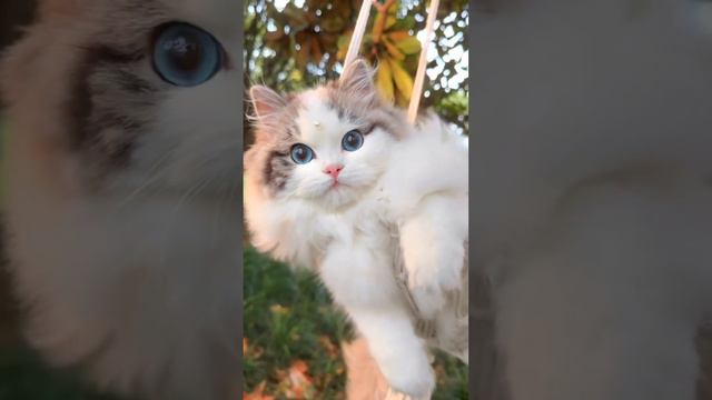 FUNNY CATS/CATS/СМЕШНЫЕ ВИДЕО ПРО ЖИВОТНЫХ/ ПРИКОЛЫ С КОШКАМИ🐈🐈