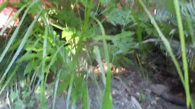 Mule Pam Syagrus romanzoffiana x Butia odorata x Jubaea chilensis смотреть онлайн