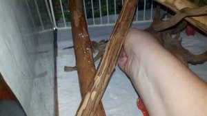 ❤Подростки бананоедов собрались у дверки террариума и ждут когда их покормят