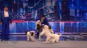 Выступление собак на шоу "Америка ищет таланты"