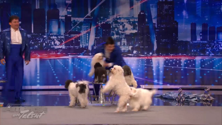 Маска 5 выступление щенка. Собаки на шоу талантов. Идеально выдрессированная собака выступает в шоу. Дрессированные собаки видео.