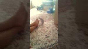 Мне подарили на день рождения котенка