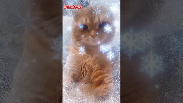 НОВЫЙ ГОД#Приколы#Кот#Юмор#Собака#Смехдослез#Prikoly#Kot#Yumor#Sobaka#Smekhdoslez