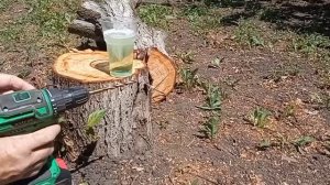 @brail31💉Удаление порослей, деревьев