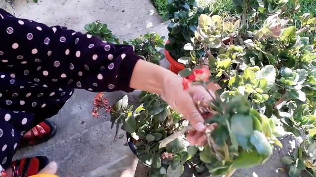 Каланхоэ гулун кантип остуруп, гулдотобуз| Уход за каланхоэ.