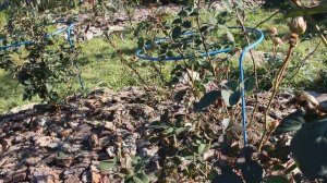 Уход за розами в октябре? Серебромедин для иммунитета.Как выбрать сроки обрезки и укрытия.