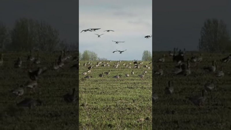 Гуси сели в чучела