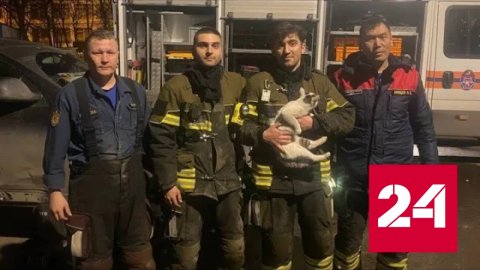 Кота-механика вытащили из-под капота машины на юге Москвы - Россия 24