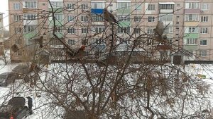 Свиристели прилетели!