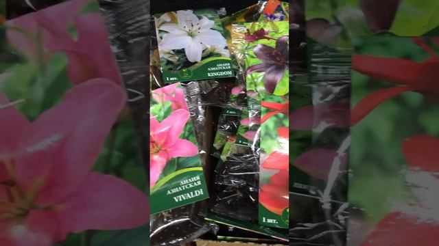 Снова фикспрайс- садовые фигурки и лилии. Кстати, прикупила нам. #деньзаднём #모스크바 #러시아 #별장 #하루하루 смотреть онлайн