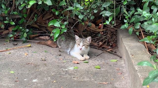 Incredible Migratory Animals: Blue Whale, Hoatzin and Others - Relaxing Nature Moments смотреть онлайн