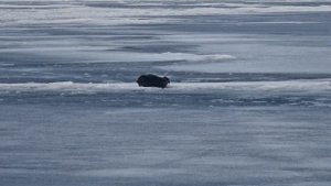 2_52130203307_nerpa