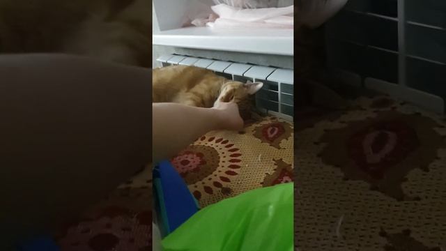 Глубокий сон кота смотреть онлайн