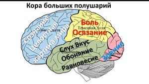 22 Нервная система Головной и Спиной мозг