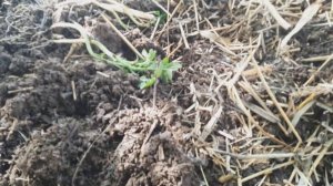 Калифорная кирм дар Точикистон.Биогомс Бизнес сер даромад. 100$ то  1000$ дар 3 мох