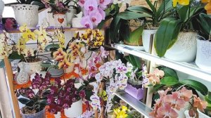 Как я обустроила свой балкончик для содержания орхидей. Цветочный балкон. Орхидеи на балконе.