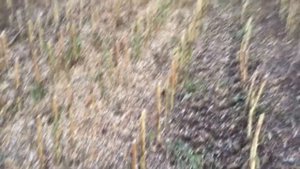 Жатка Олимак Драго Голд для уборки подсолнечника