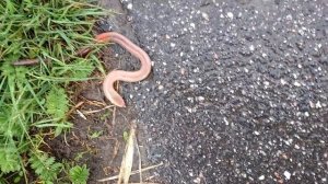 Червяк как змея