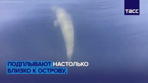 23 июля в истории - Всемирный День китов и дельфинов