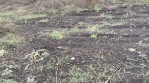 Лук севок сажаю под зиму